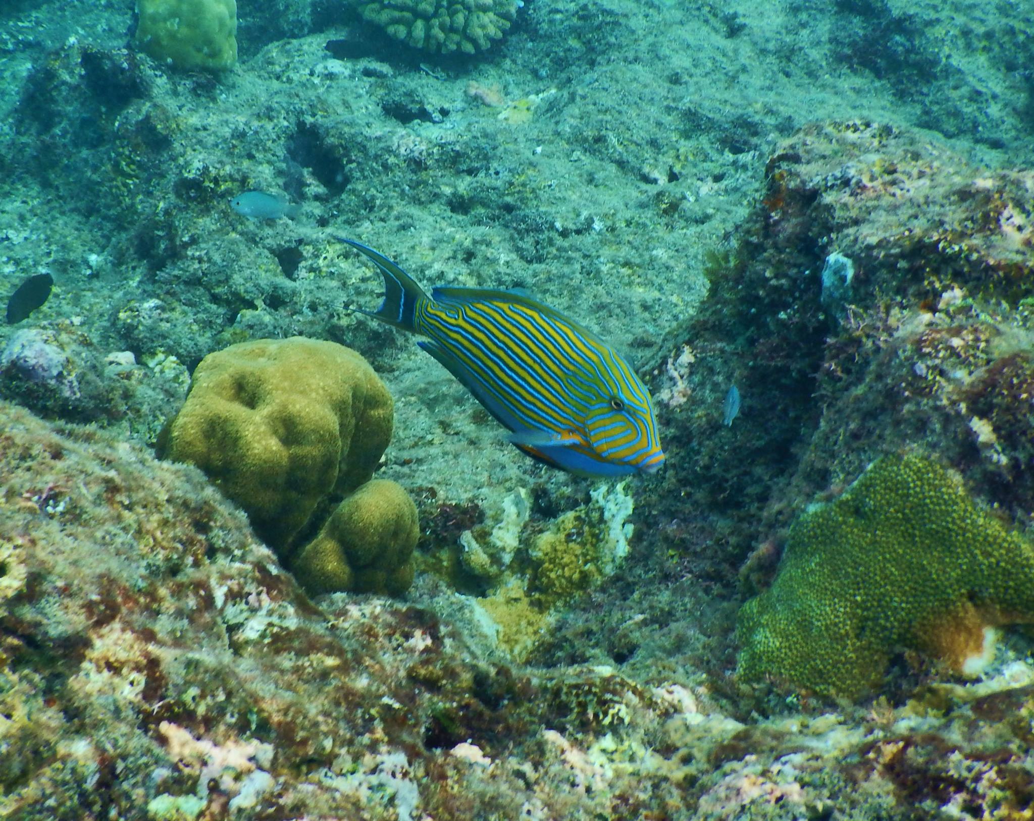 13329391_10208658929102671_1816237070891032367_o